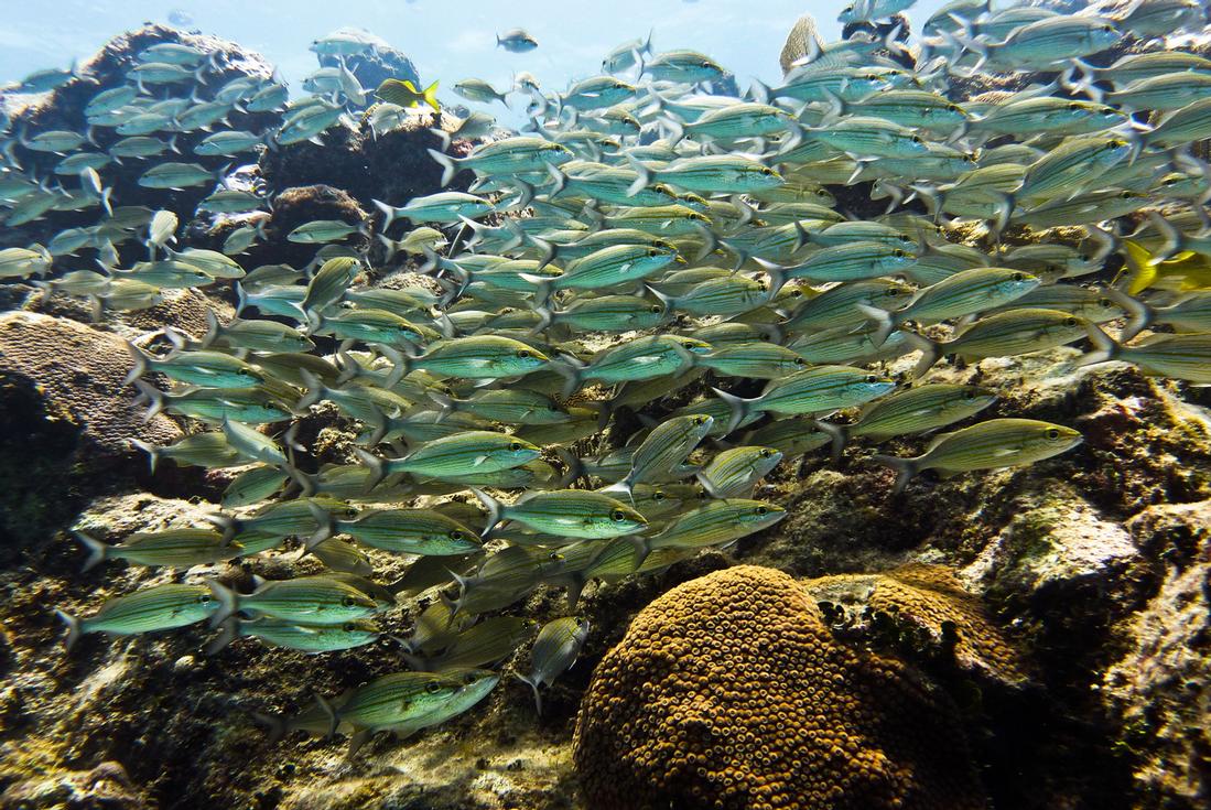 Catalina Island Snorkeling Island Routes