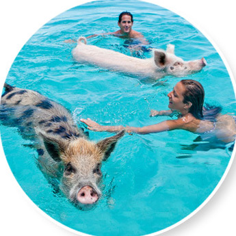 people and pigs in water