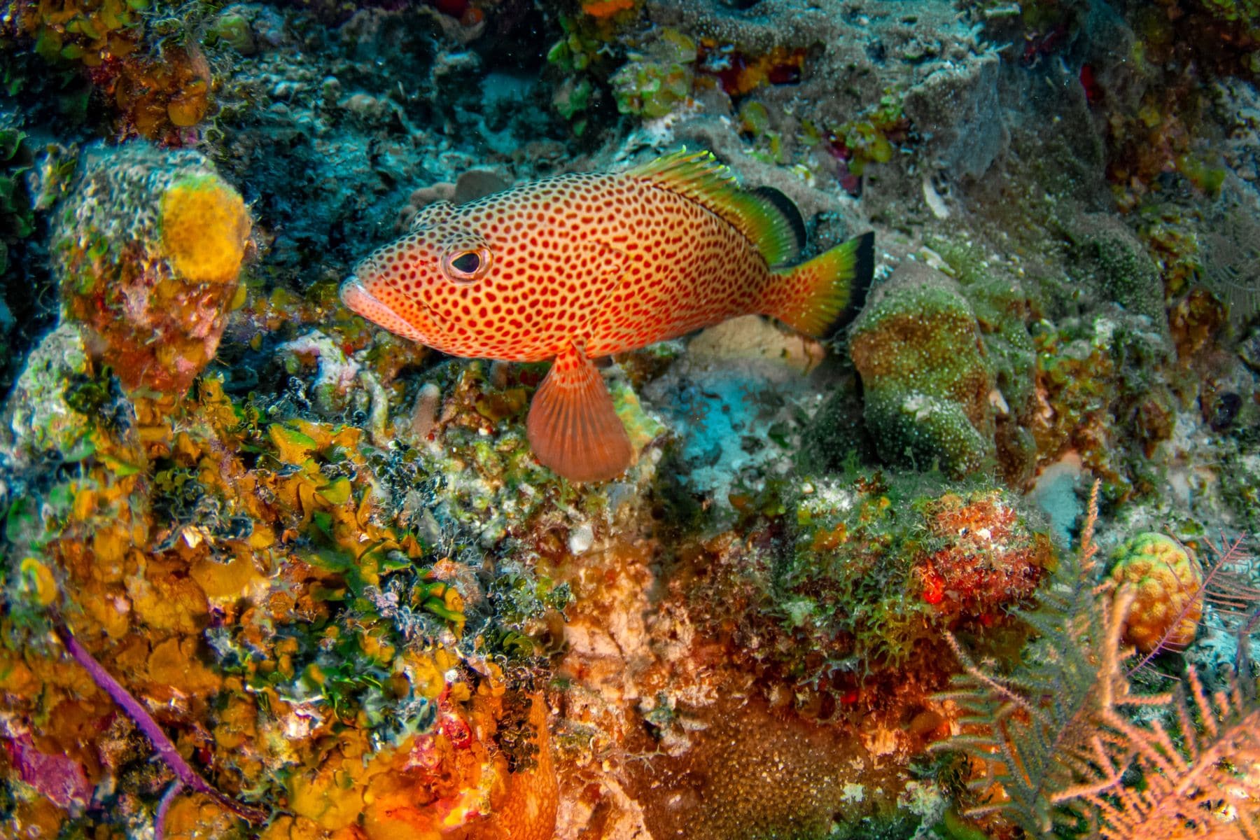 Red Hind grouper turks caicos