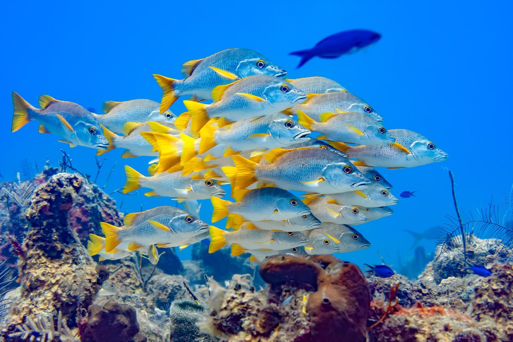 Schoolmaster Snapper turks caicos