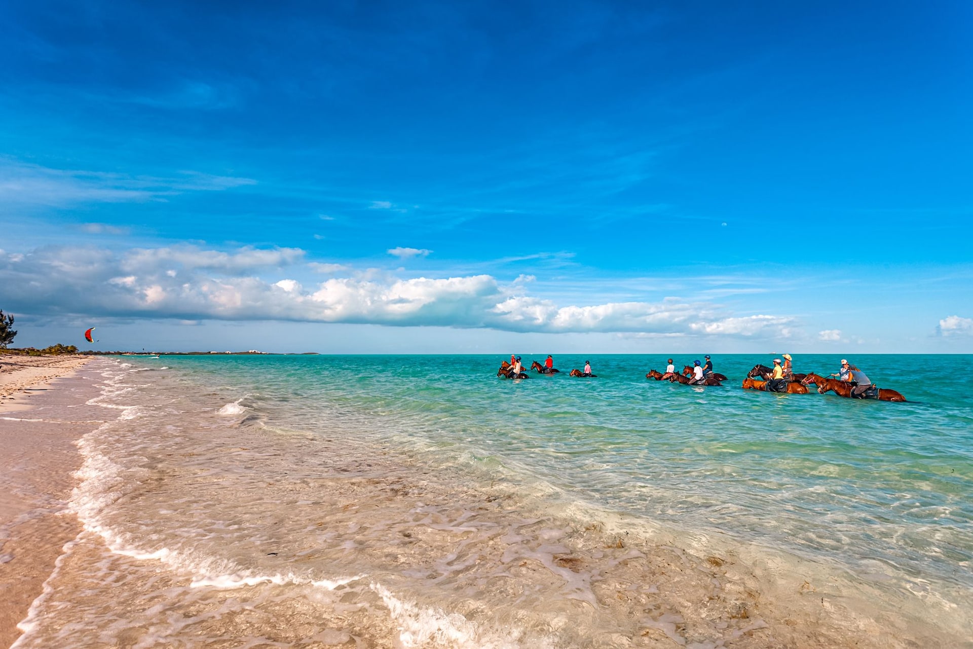 Turks Caicos Beach Horse