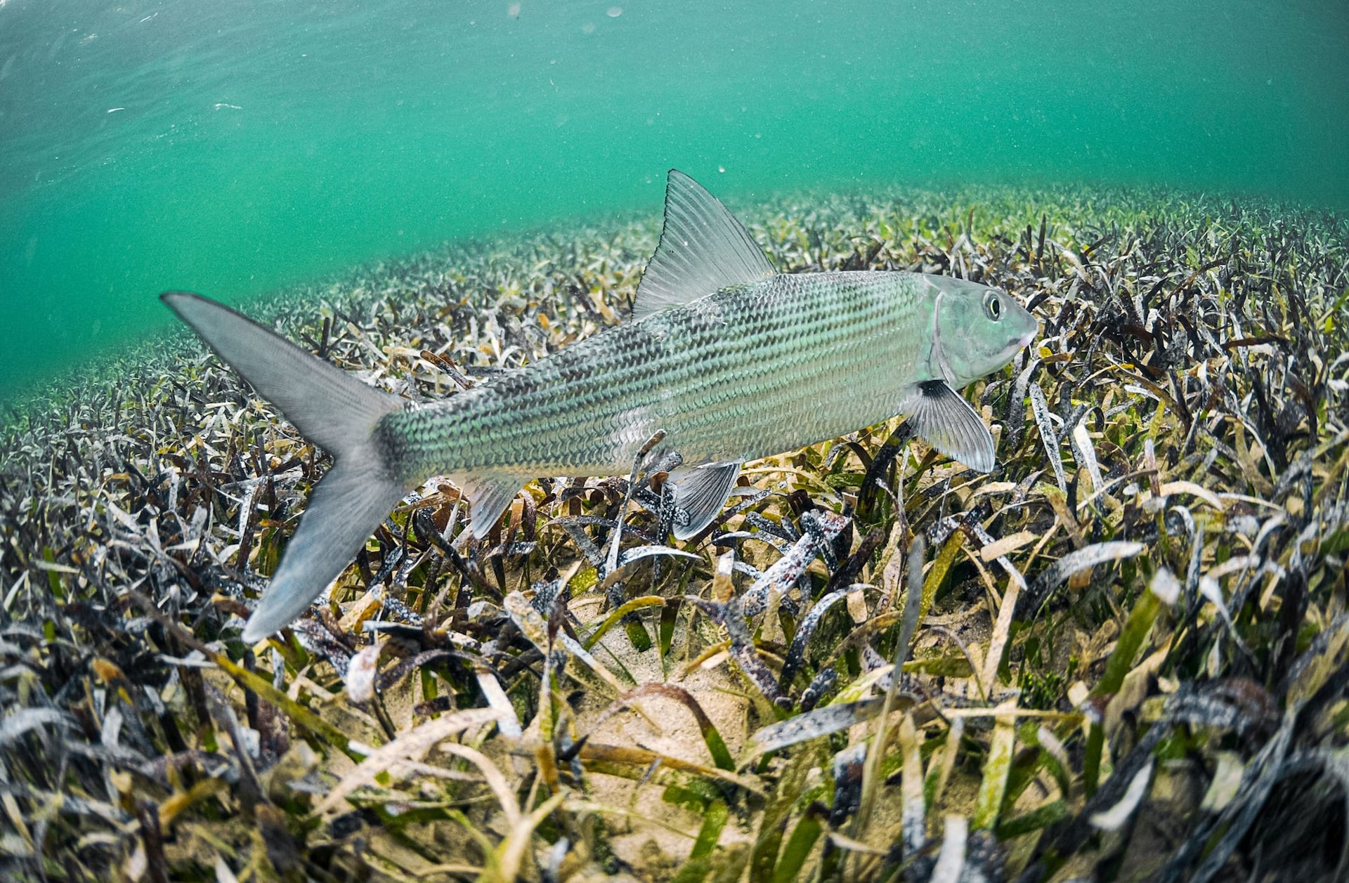 Turks Caicos Bonefish