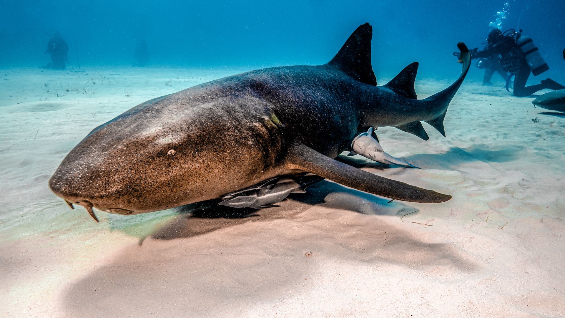 Scuba Diving Jamaica Nurse Shark