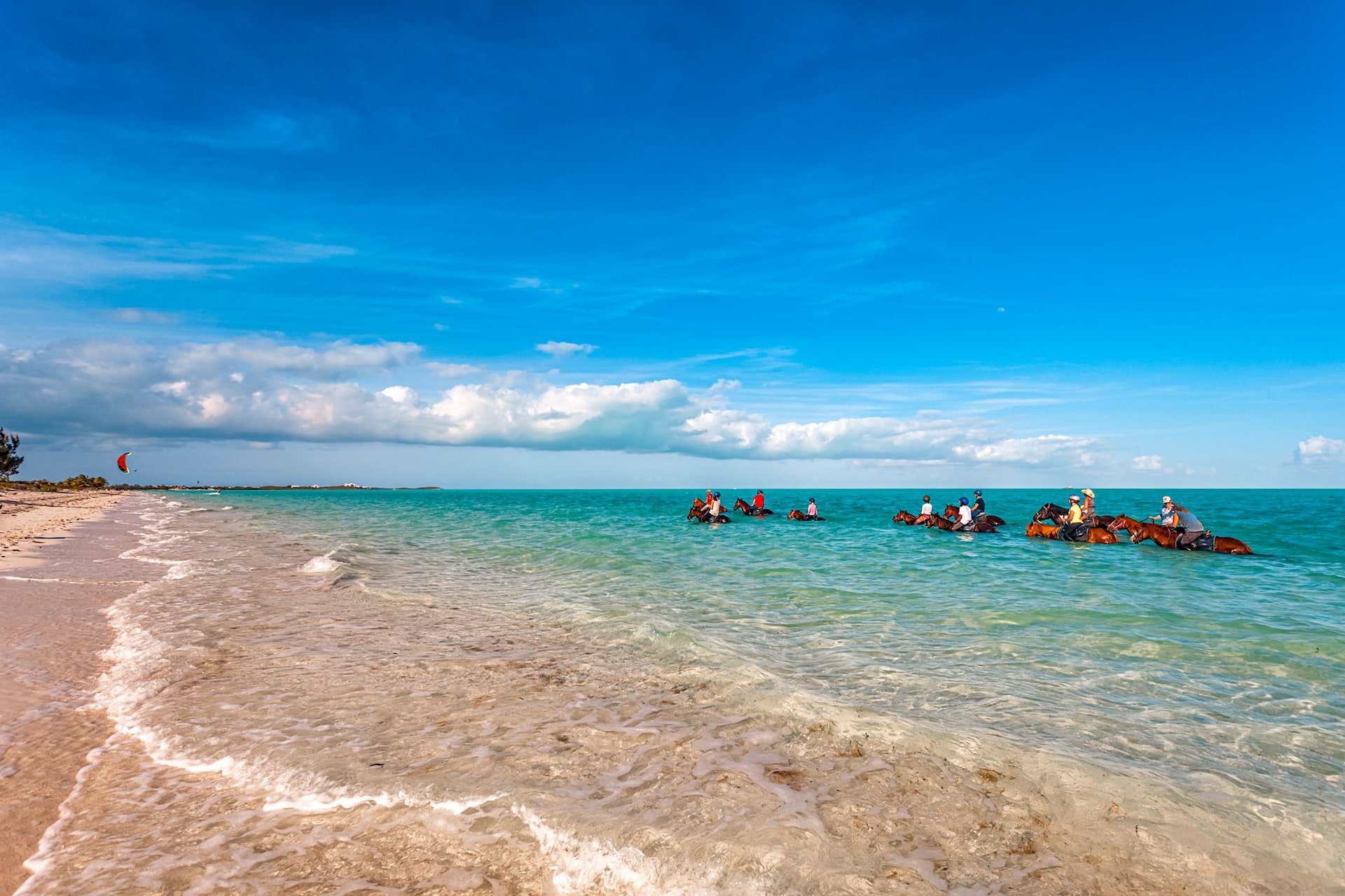 Turks Caicos Beach Horse