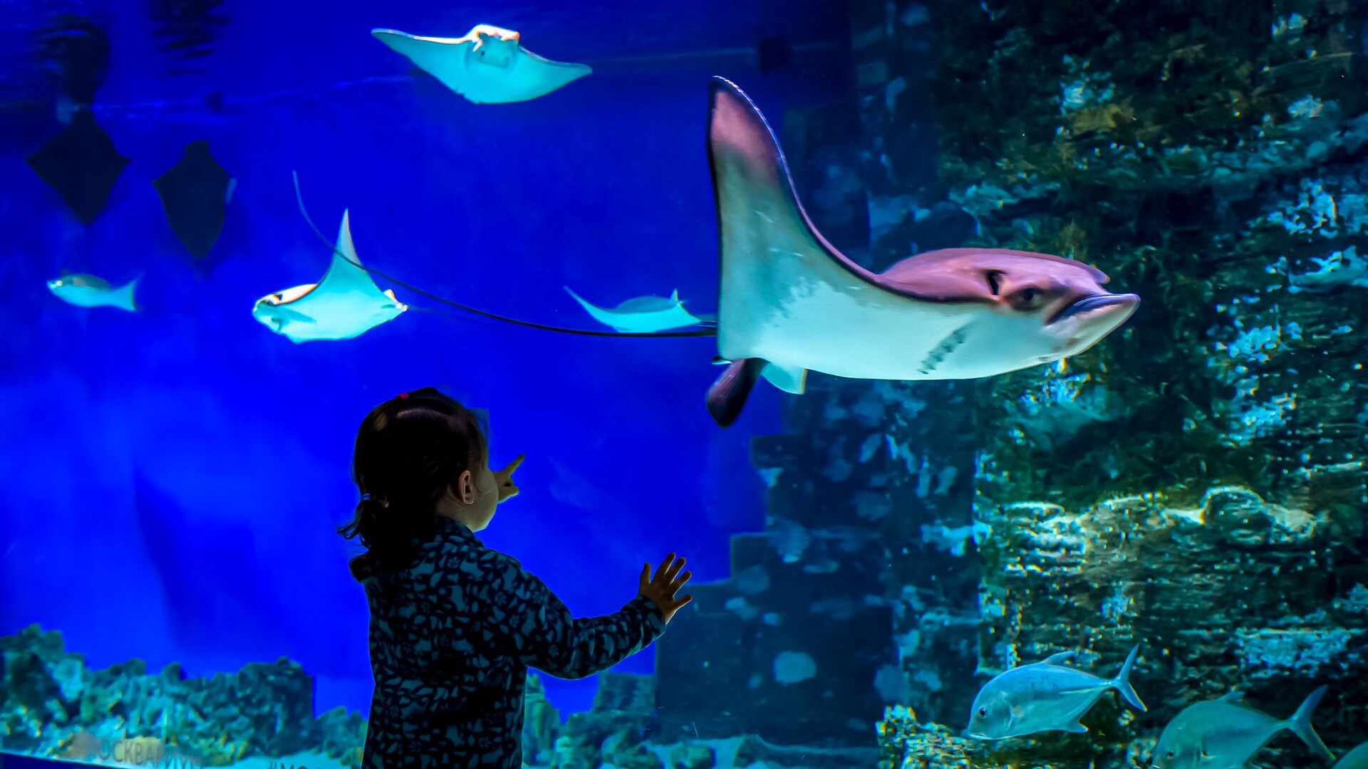 Toddler Manta Ray Aquarium