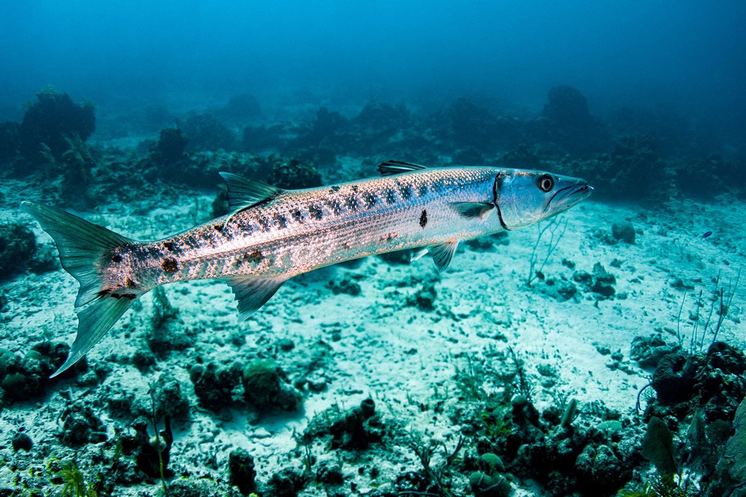 barracuda_TC