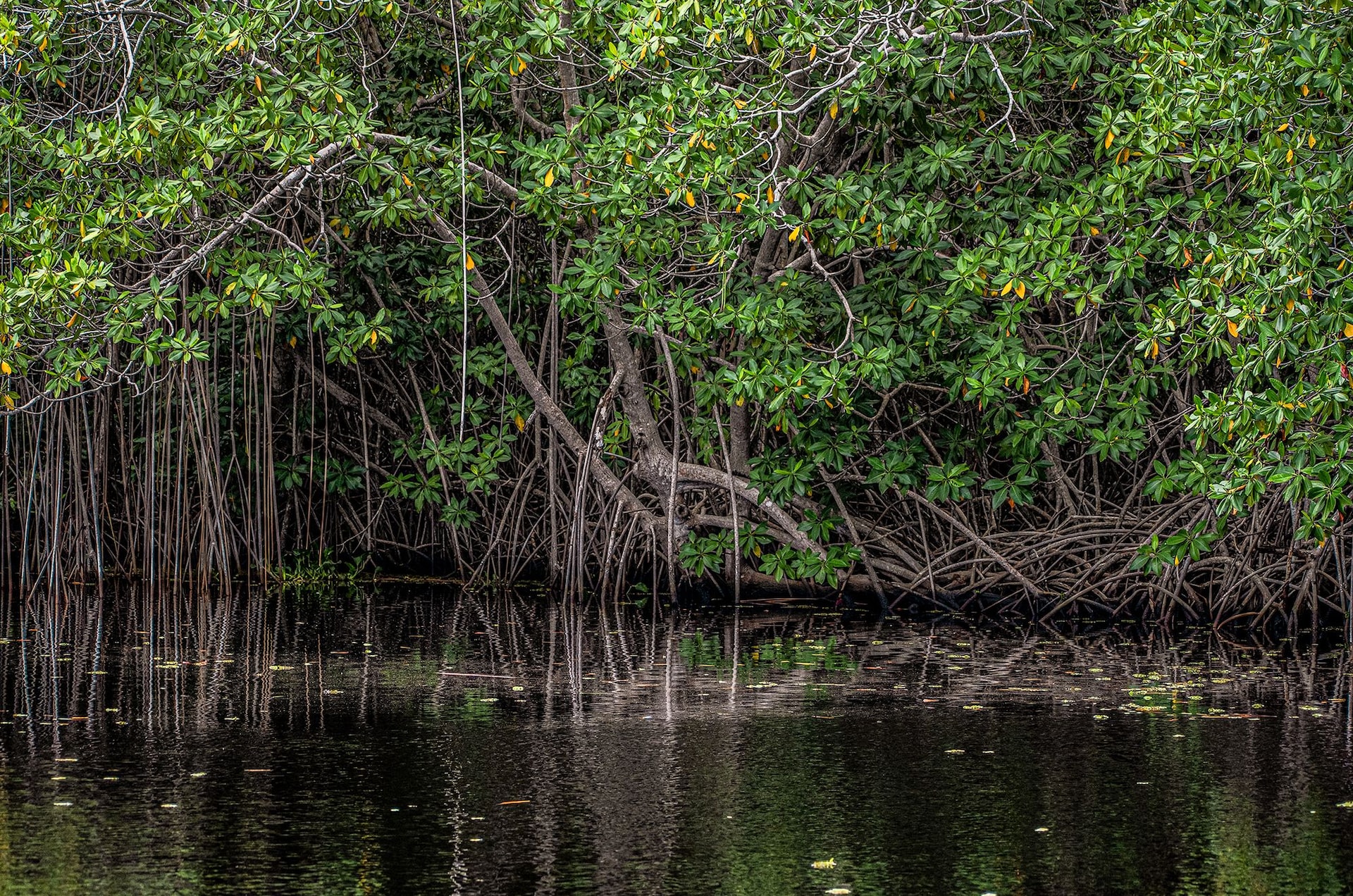 Swamp Mangroves Safari Village Jamaica