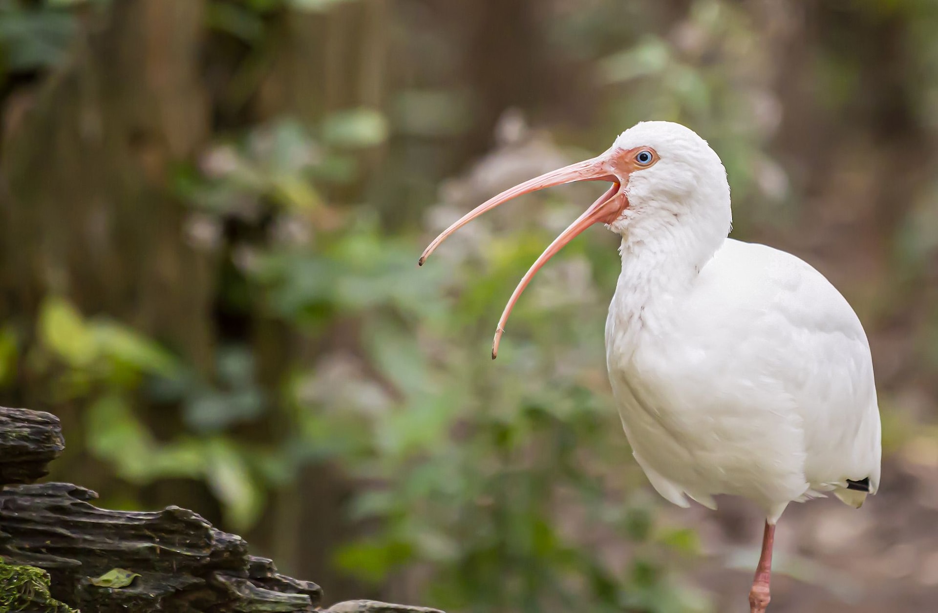 Swamp Safari Village Jamaica White-Ibis