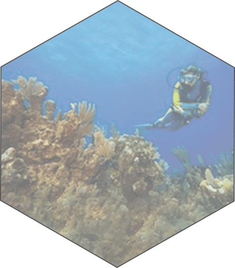 Half mile reef