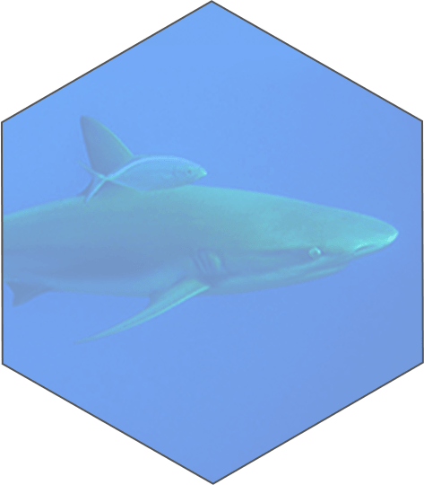 Shark