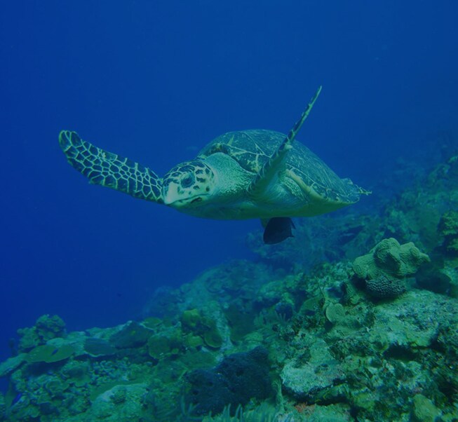 Turtle
