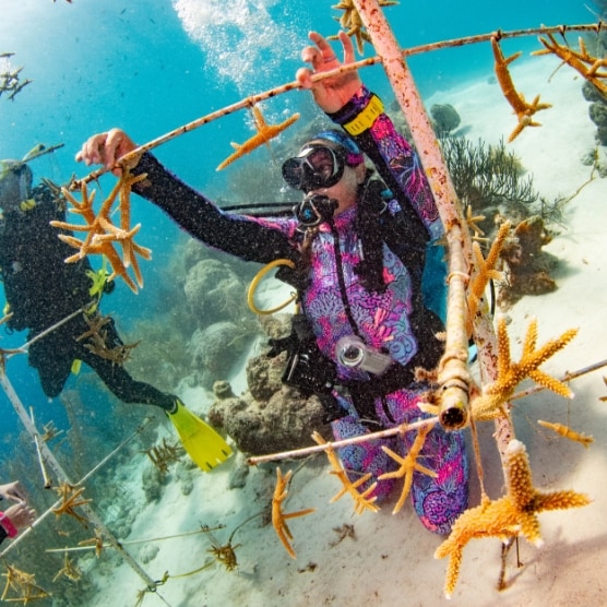 Coral Restoration