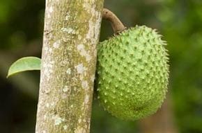 The Great-Tasting, Healthy Caribbean Fruit