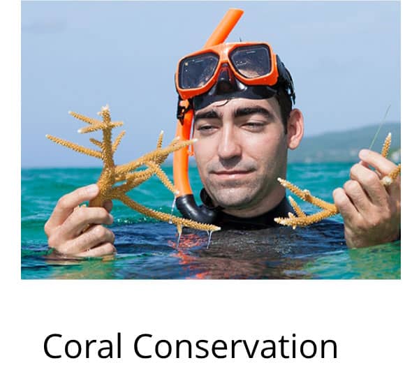 Coral Conservation