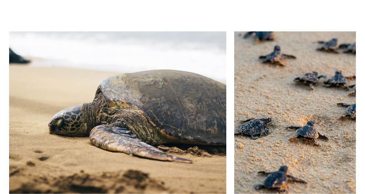 Turtle Conservation