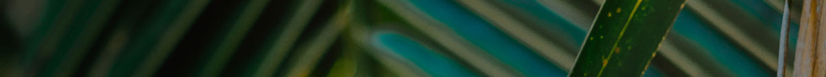 Gif The Caribbean