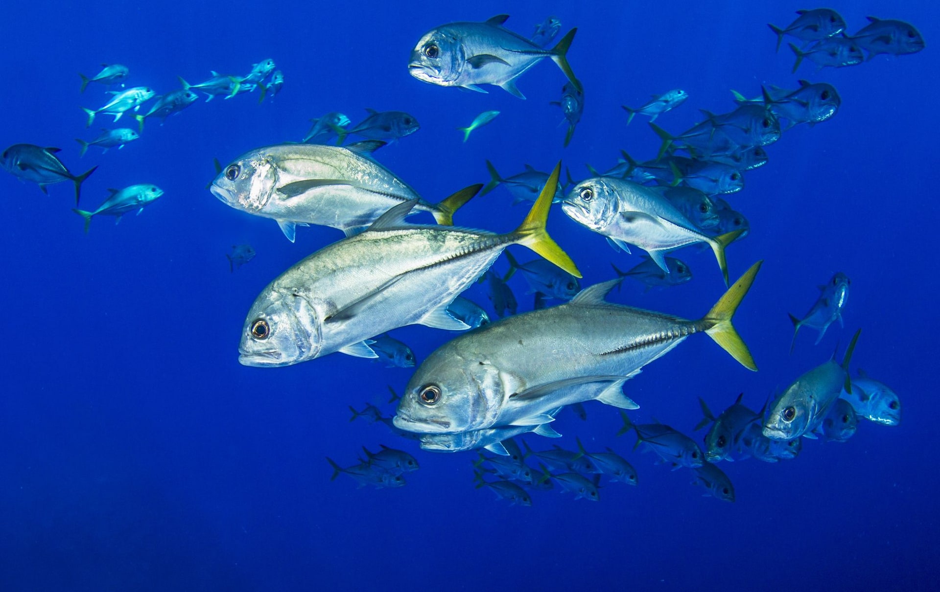 Horse-Eye-Jacks---18