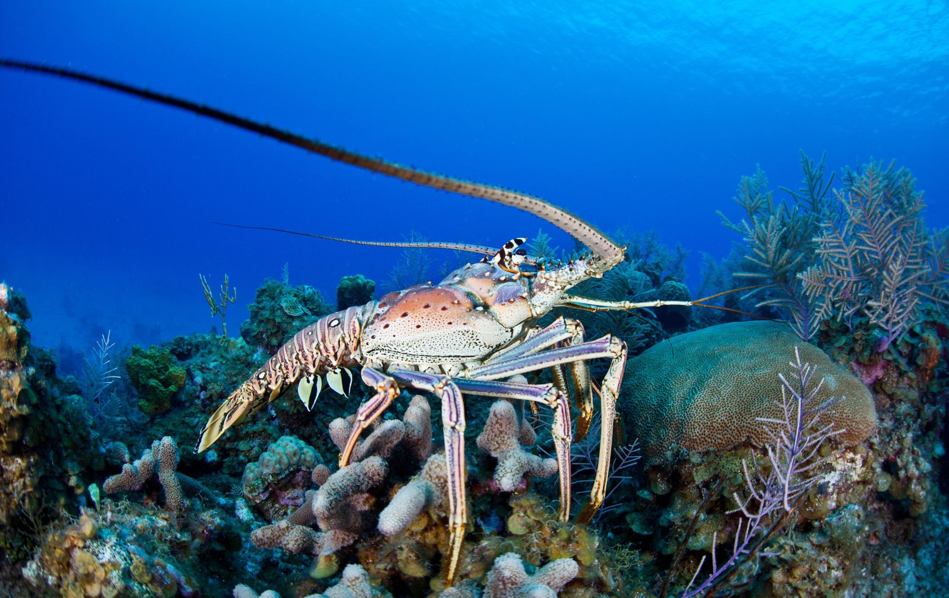 Lobster-Barbados---7