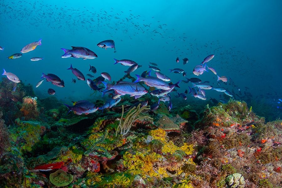 Grenada-Scuba-Dive