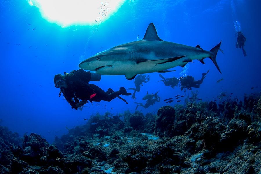 Shark-Hotel