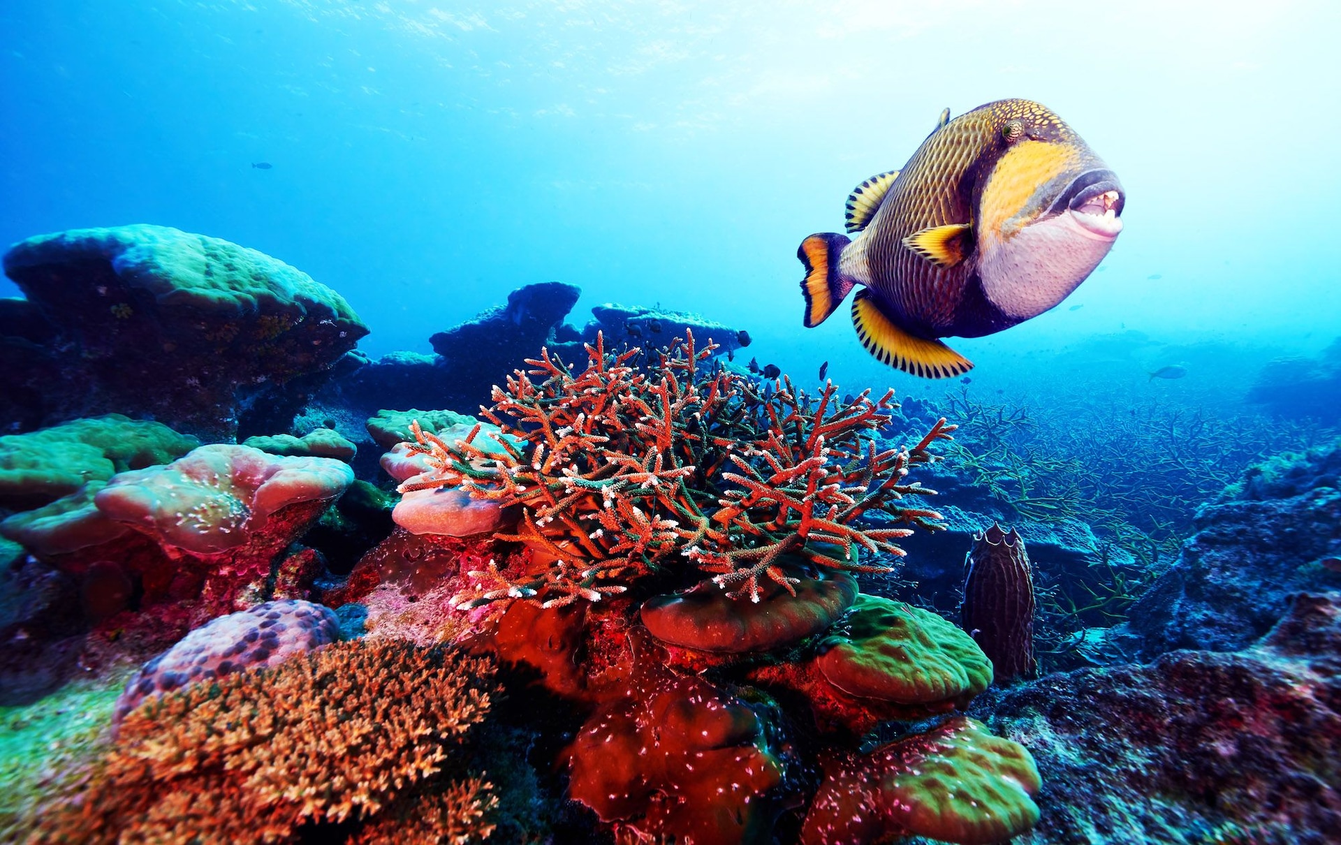 Scuba Diving in Saint Lucia: What to Expect
