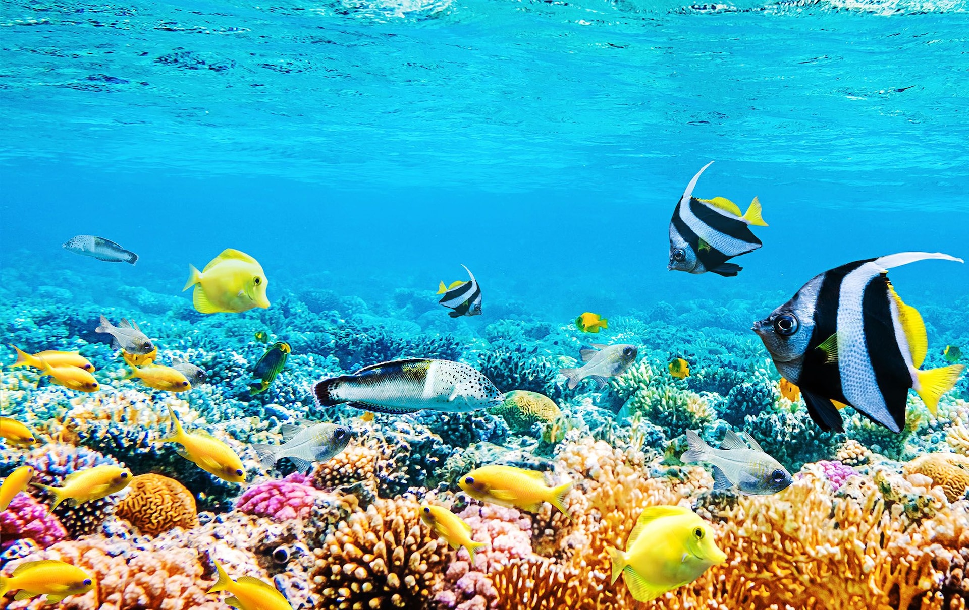 Colorful Coral Scuba Dive