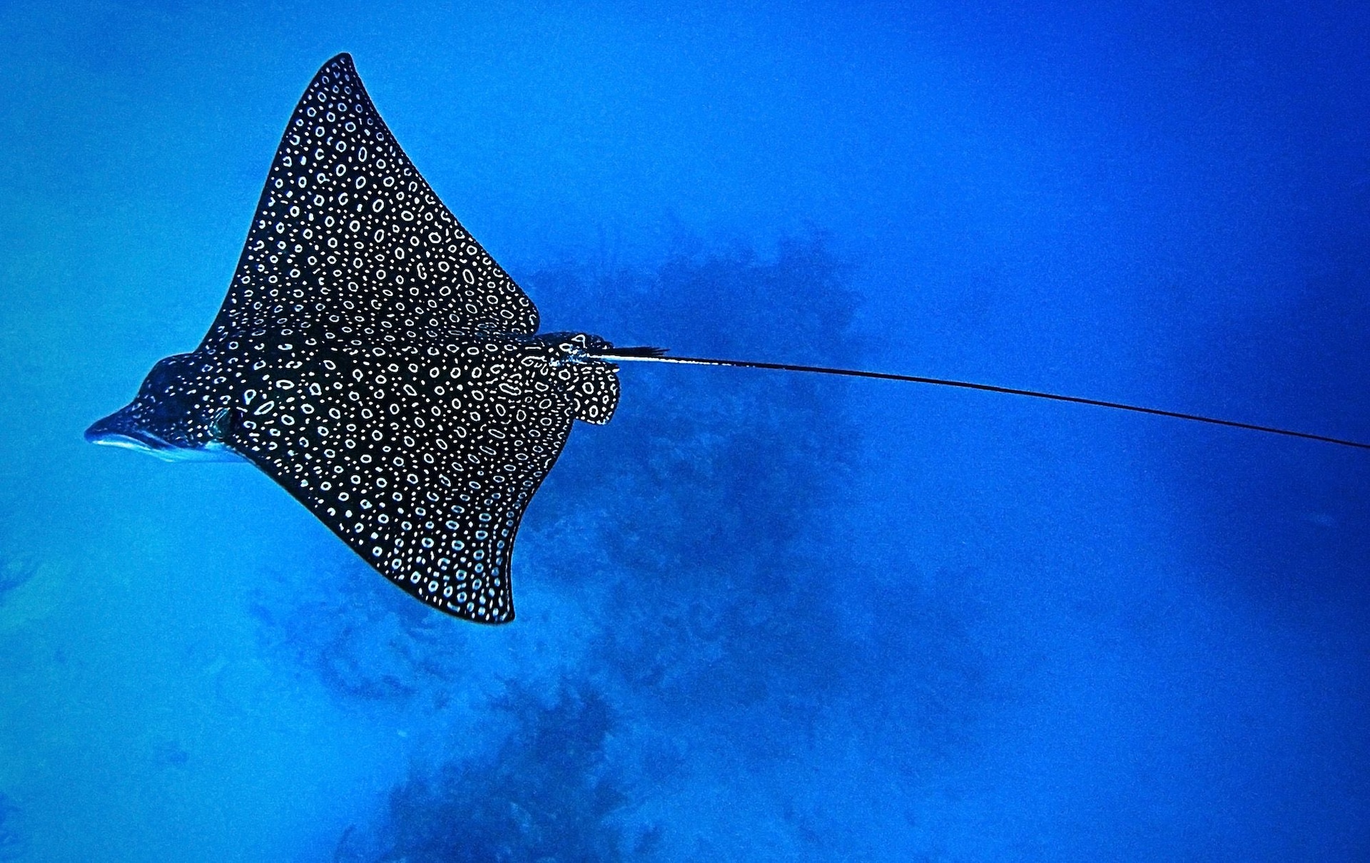 Eagle Ray Scuba Dive