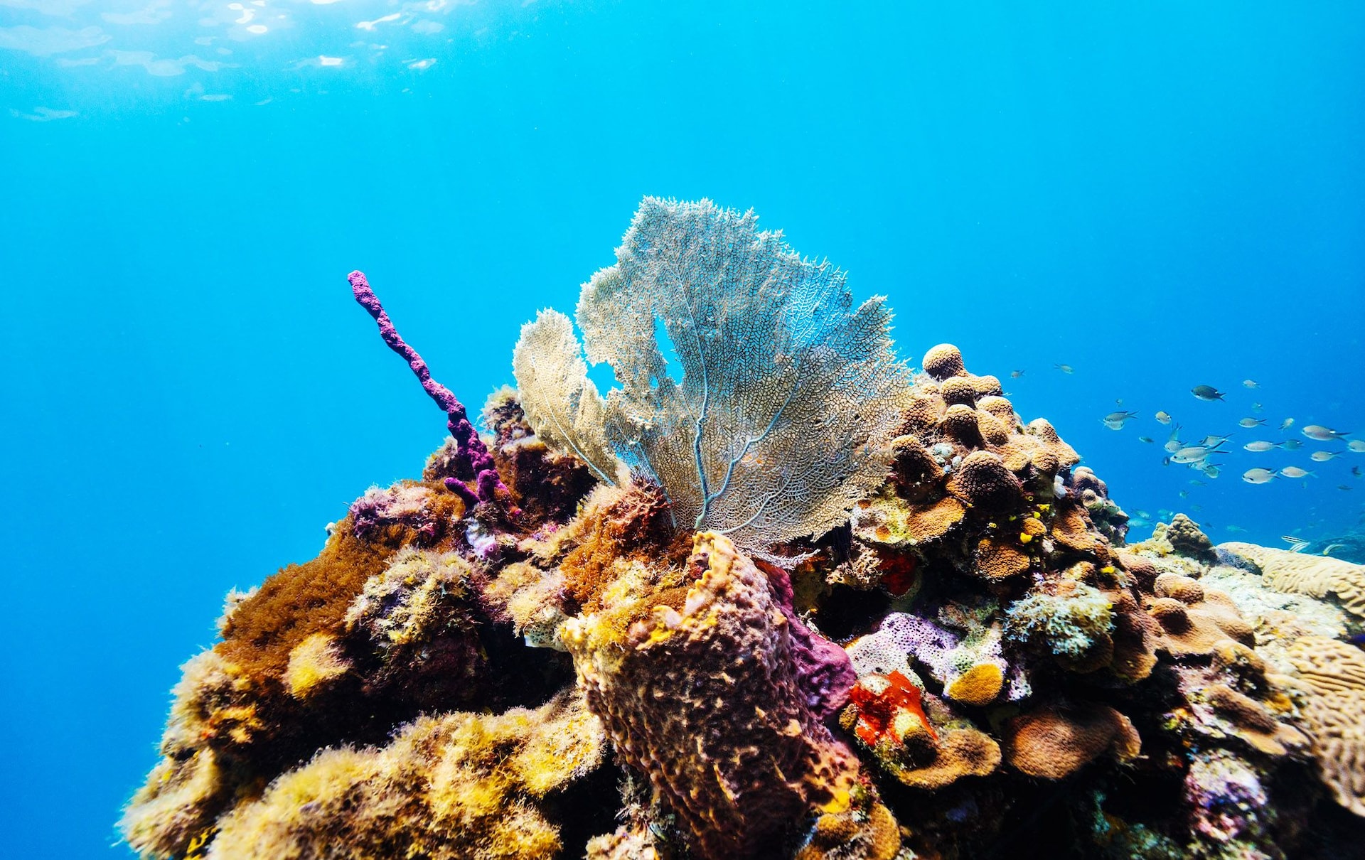 Saint Lucia Coral Reef
