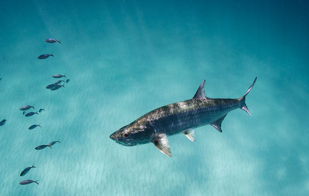 tarpon