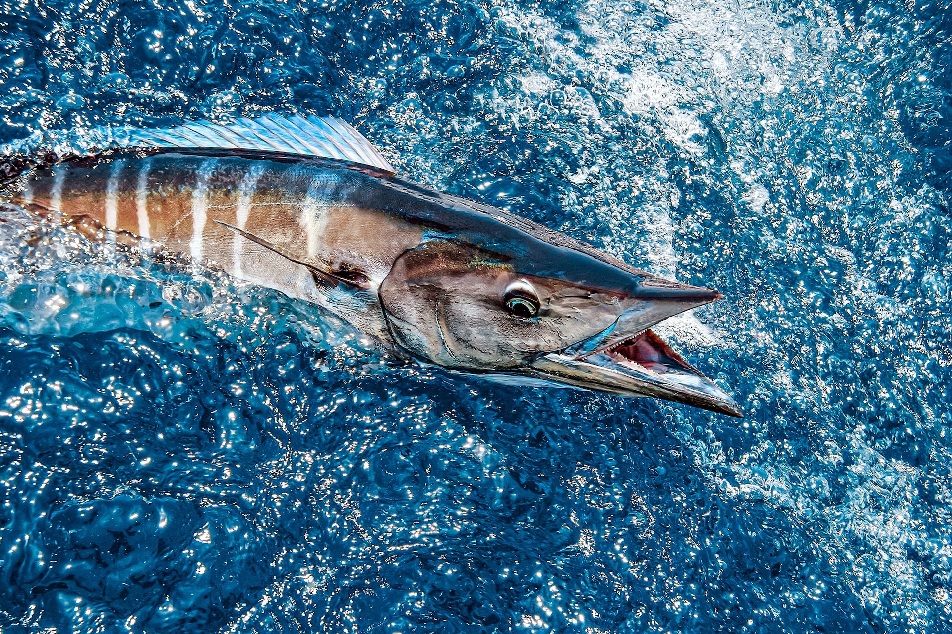 Caribbean Fishing Guide Wahoo Kingfish