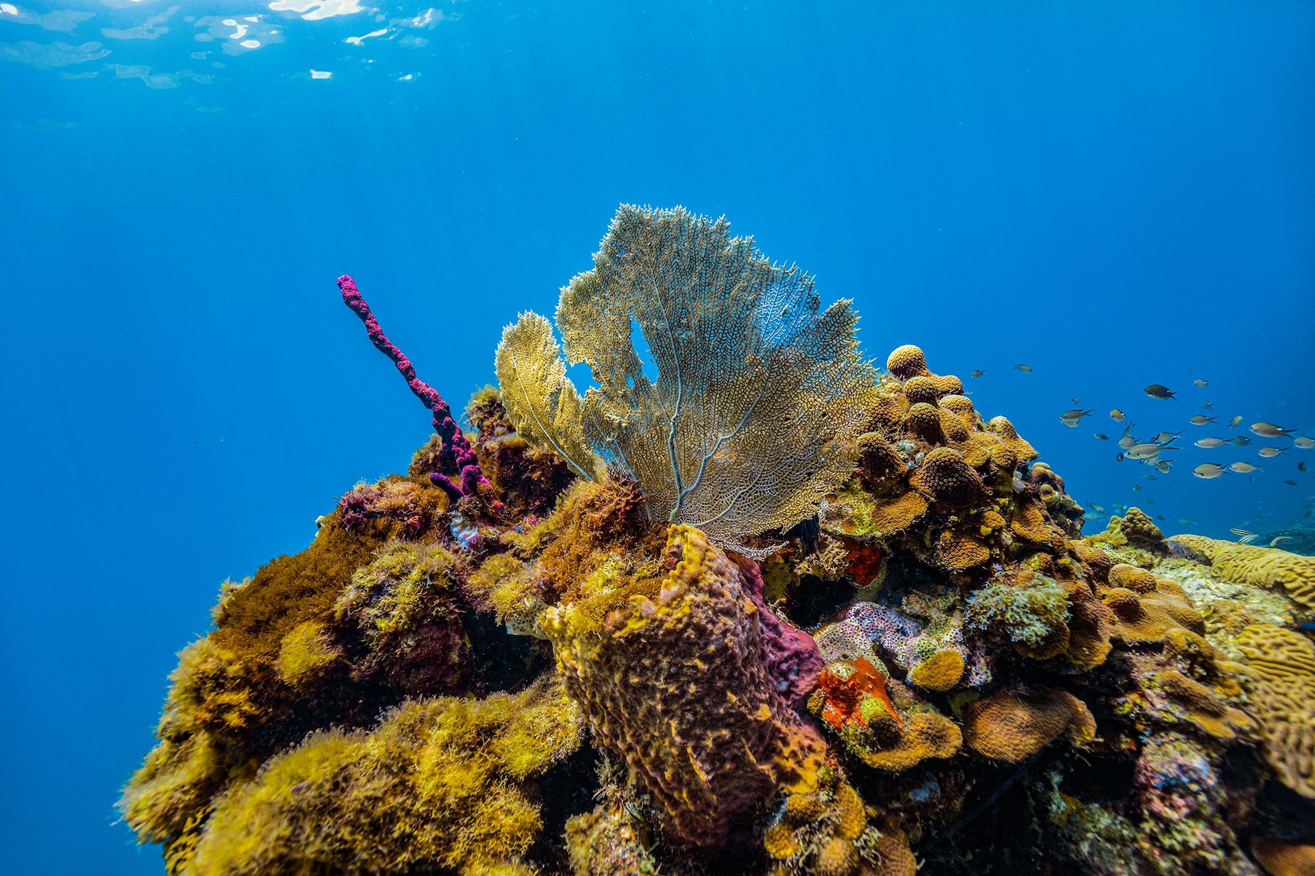 Saint Lucia Snorkel Underwater