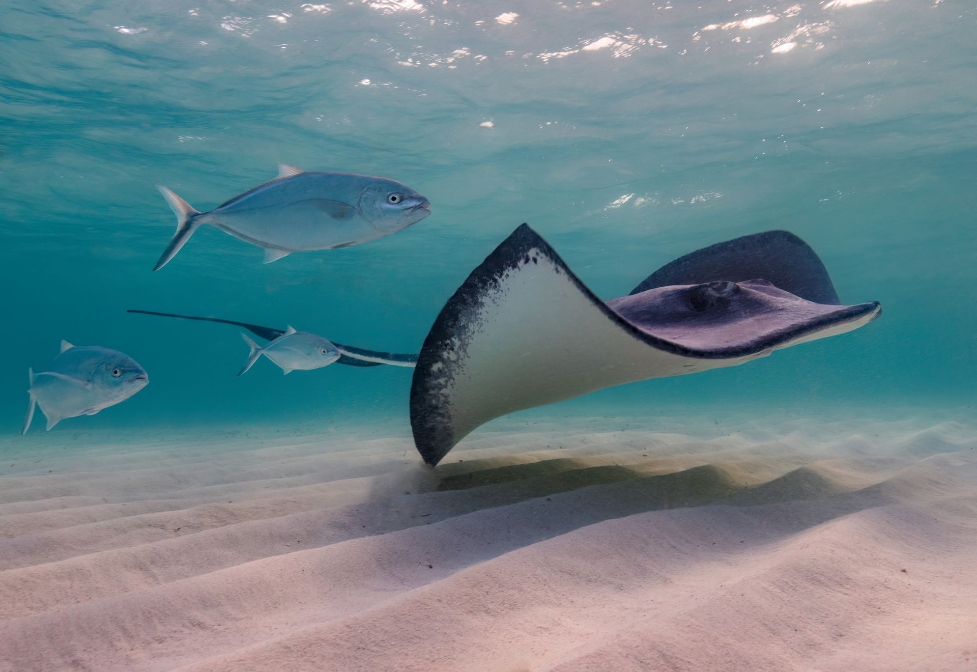 stingray swimming