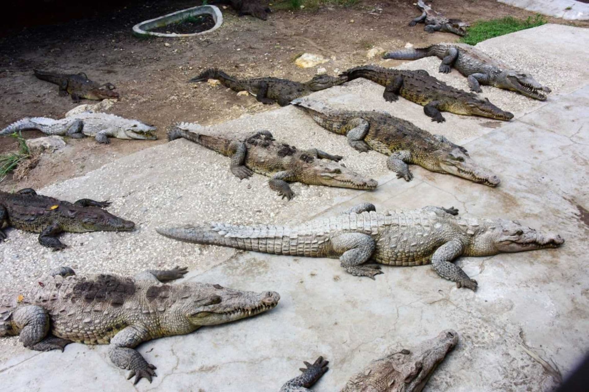 falmouth-jamaica-swamp-safari-tour-island-routes