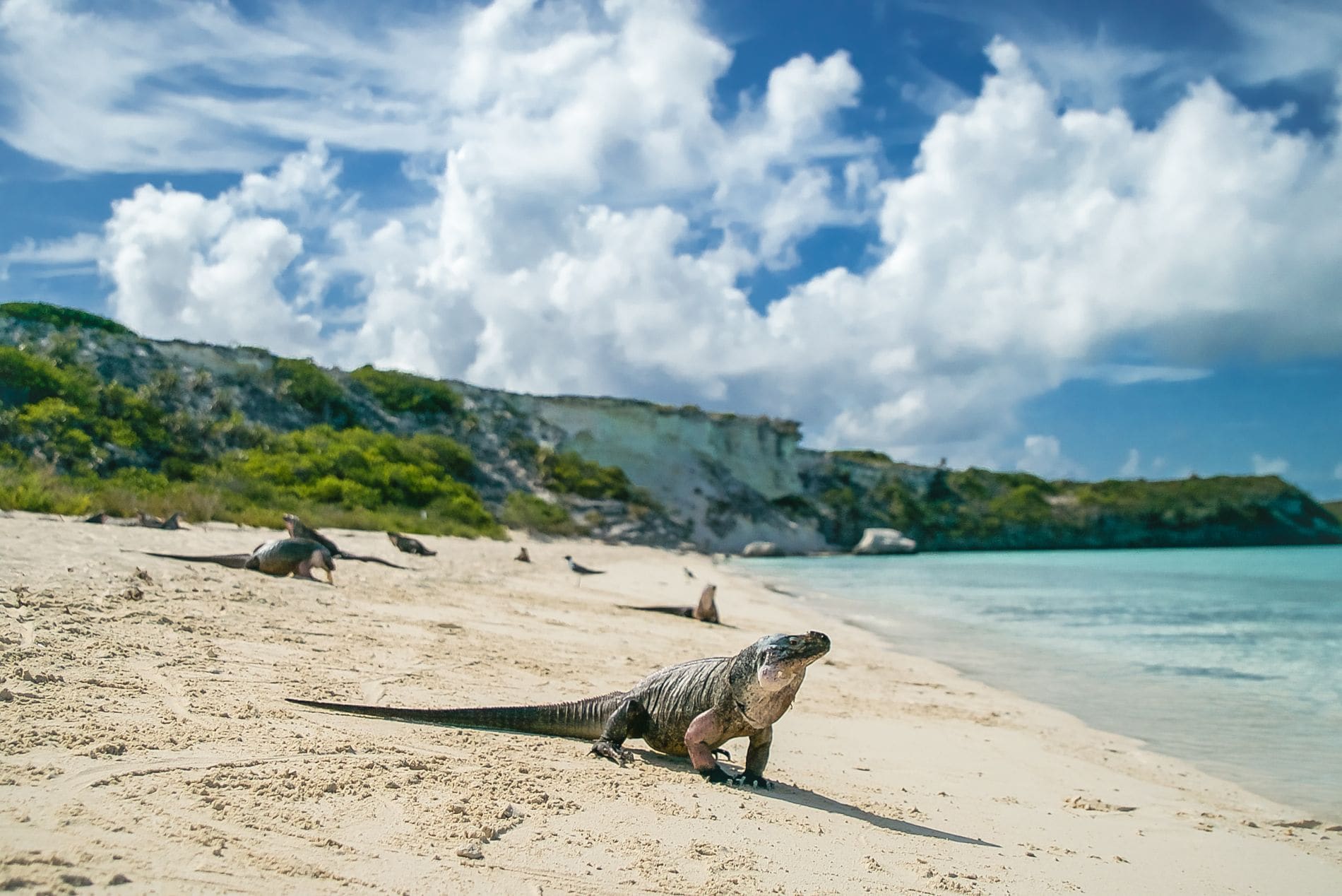 Bitter Guana Cay