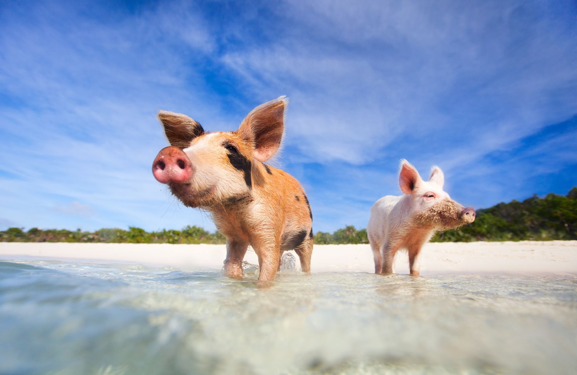 Swimming pigs Bahamas