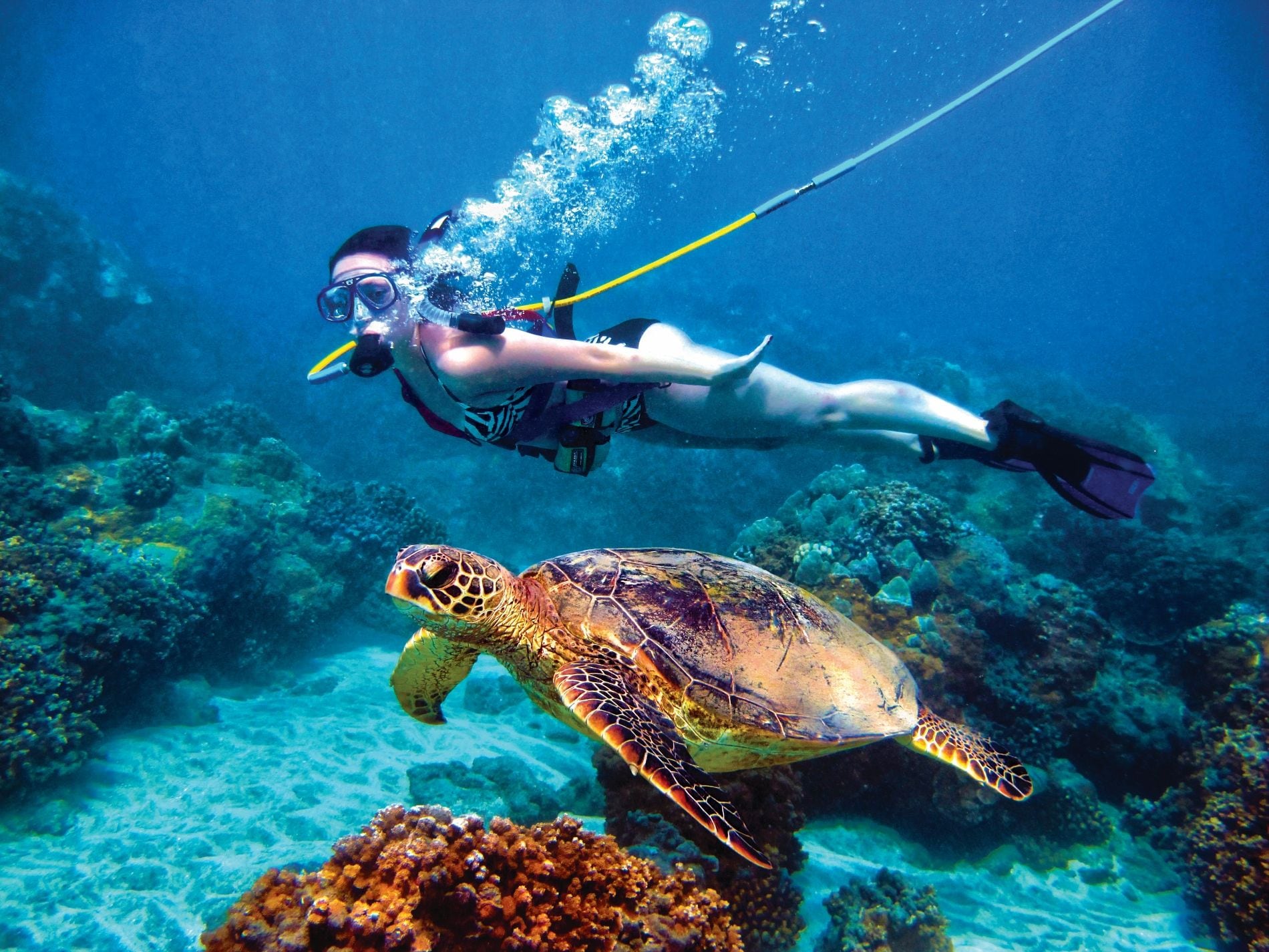 The Ultimate Guide to SNUBA® Diving: All You Need To Know