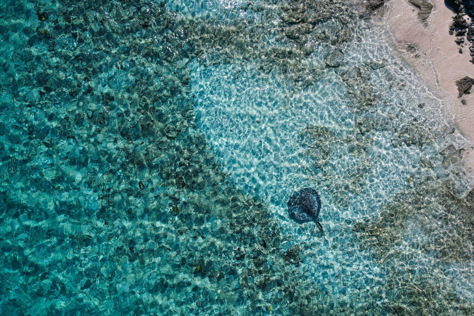 stingray-bahamas-snorkeling