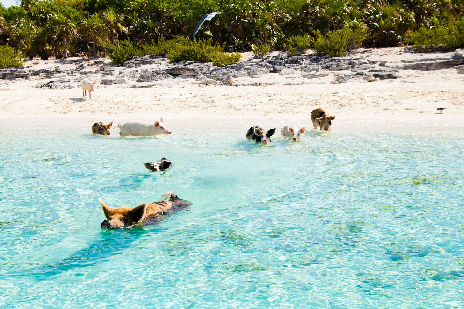 swimming-pigs-2-beekman-pictures--2-