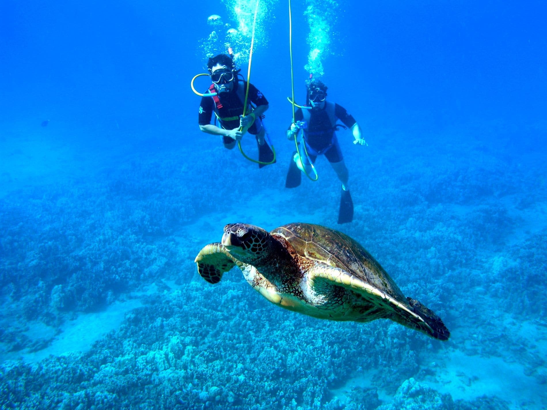 snuba-with-turtle-P1010223