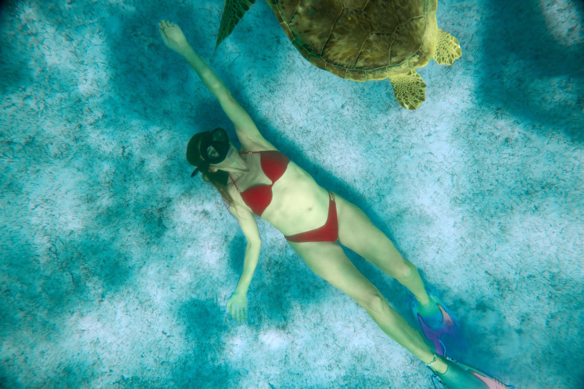 SSV-Destination-Tobago-Cays-Snorkeling-Female-Turtle-1