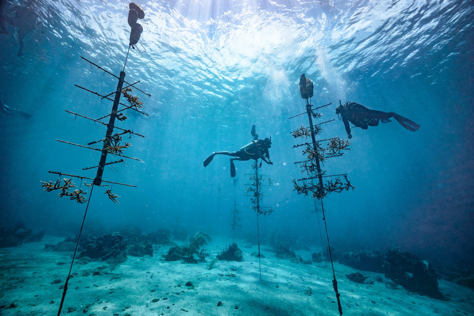 PNG-Version-Saint-Lucia-Scuba-PADI-Coral-Farming-32