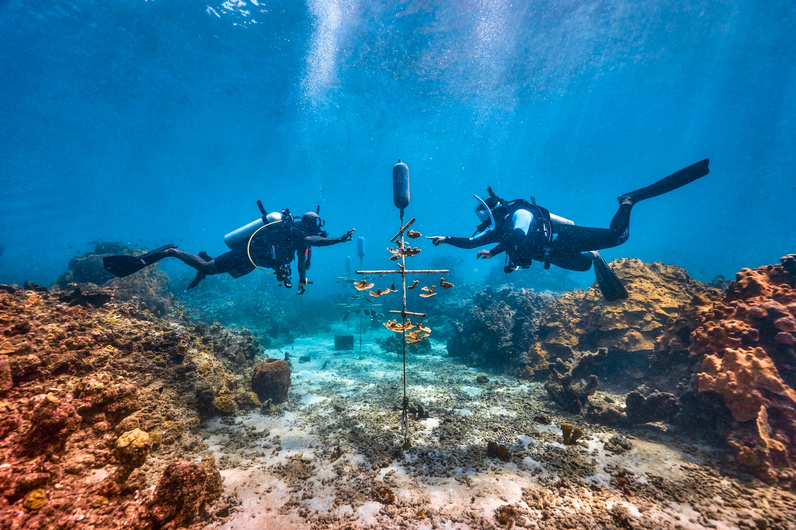 From Vacation to Restoration: Coral Gardening with Sandals Resorts