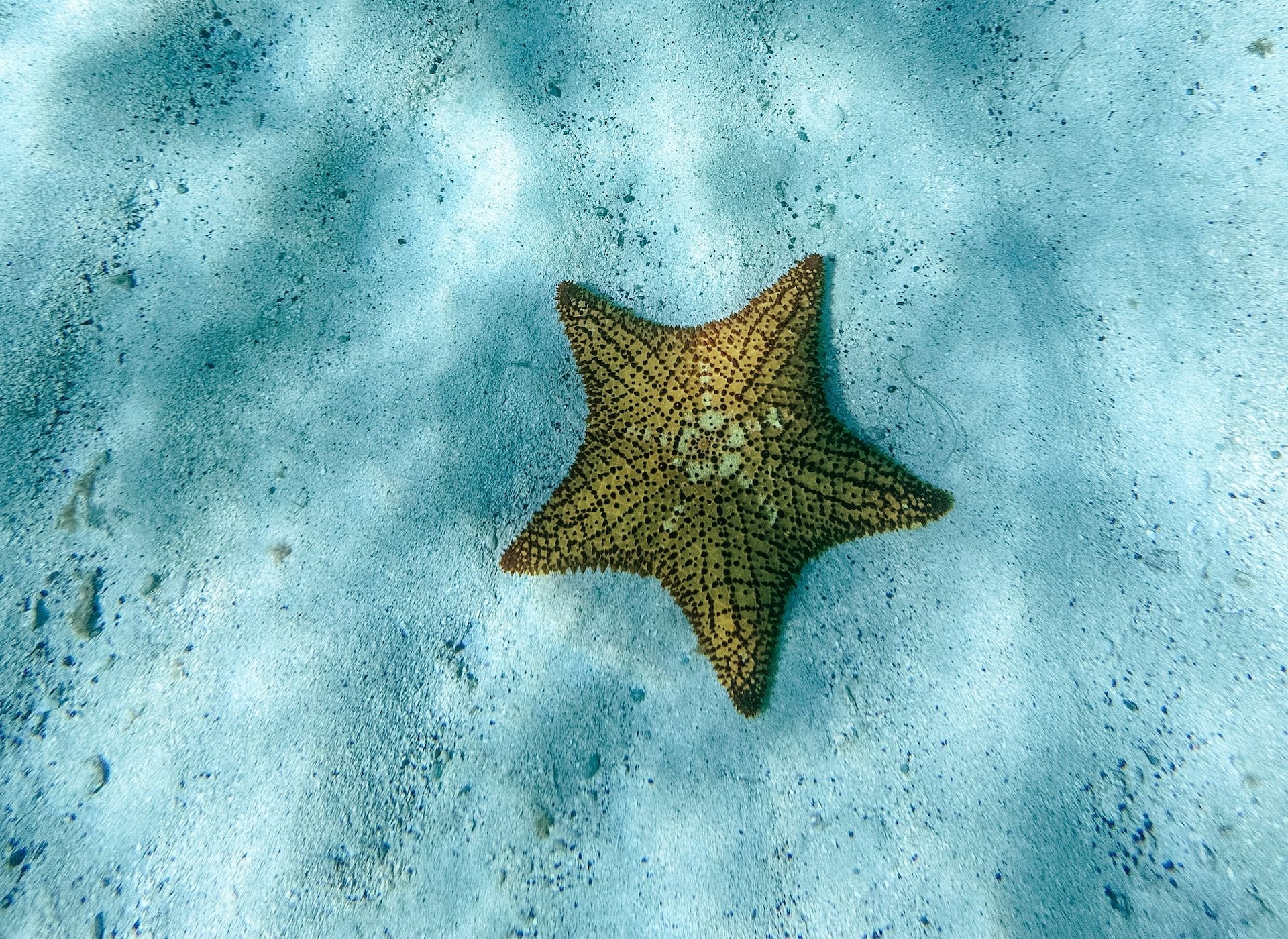 Underwater-Starfish-Caribbean