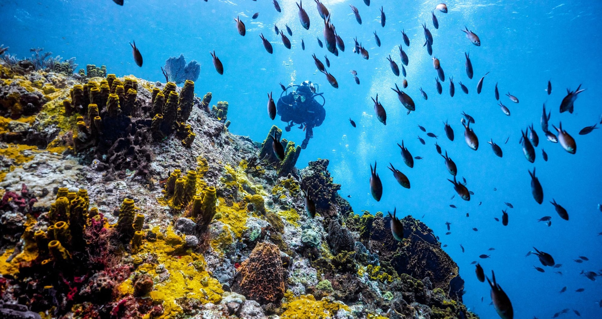 Web-Version-Saint-Lucia-Scuba-PADI-Diver-Over-Corals-98