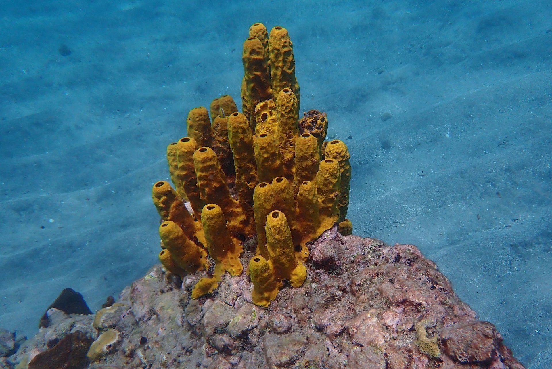anse-chastanet-reef