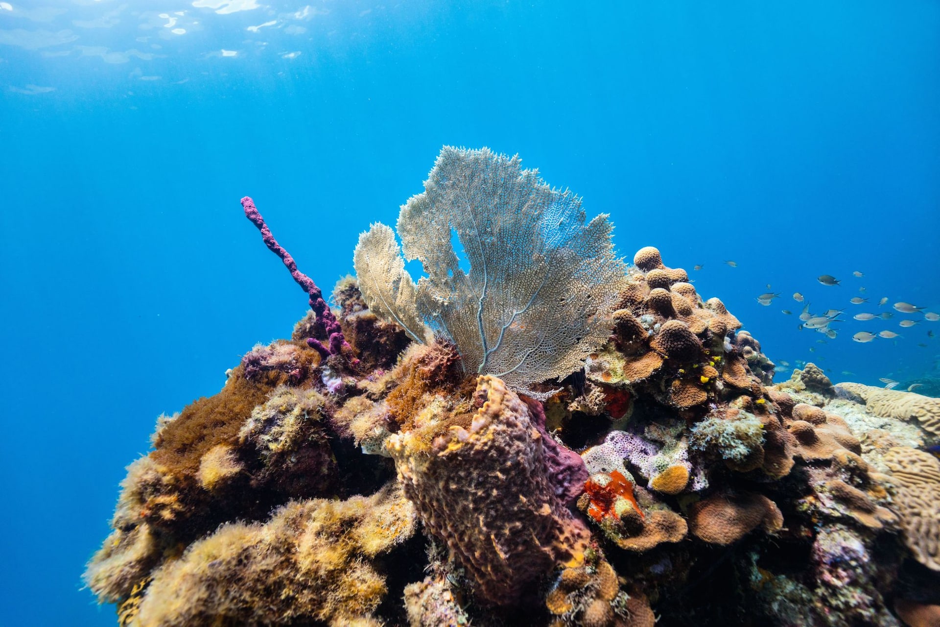 saint-lucia-snorkeling
