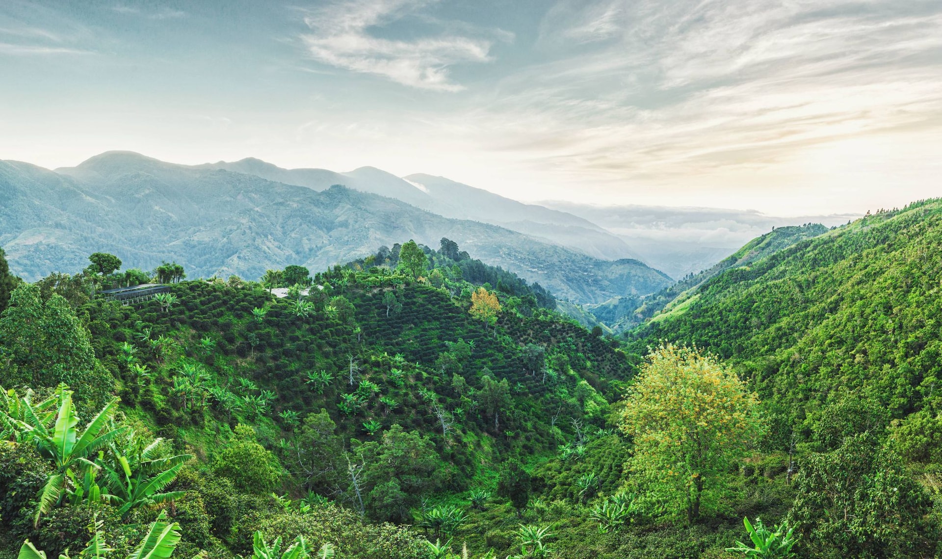 Blue-Mountains-Coffee---blue-Mountain2--1---1-