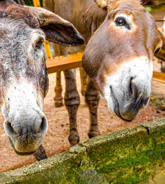 Donkey Sanctuary