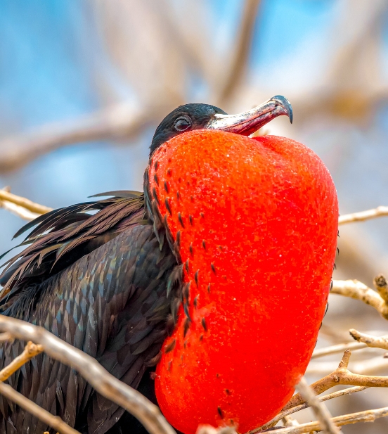 Frigate Bird Sanctuary, Barbuda