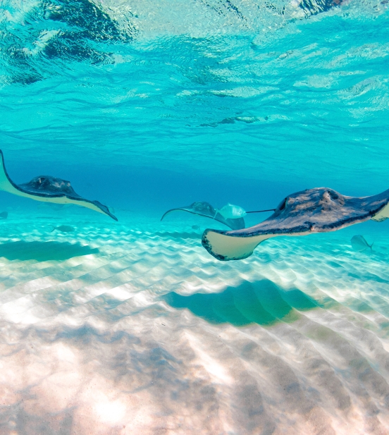 Stingray City